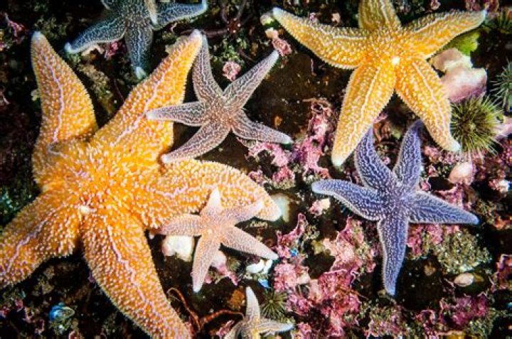 a starfish and six candidate quotients q