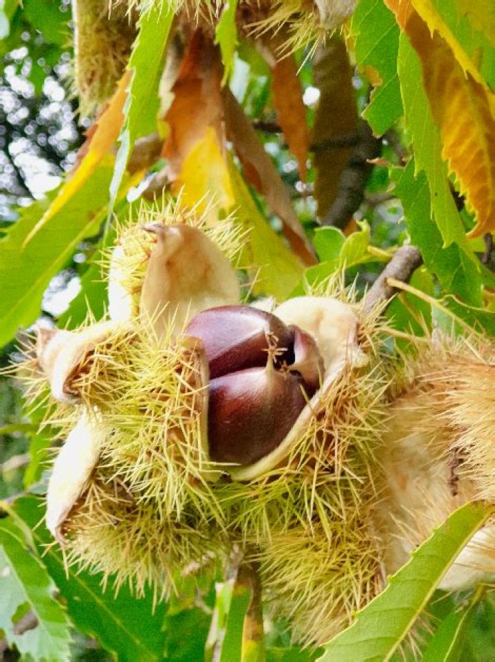 chestnuts