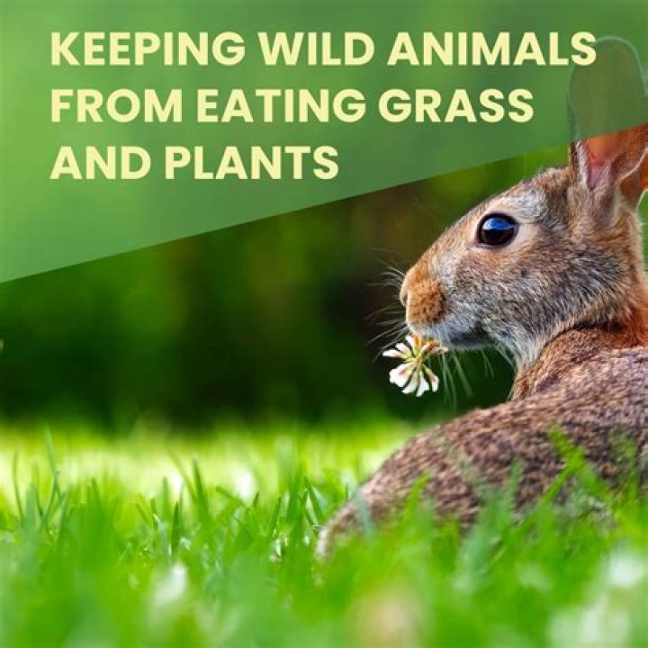 How do I keep my animals from eating my people food?