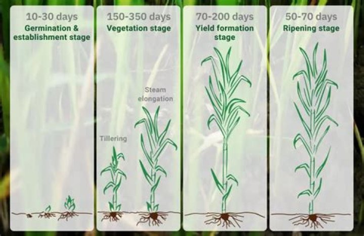 How quickly does sugar cane grow?