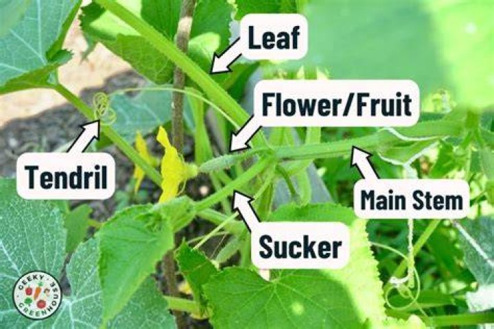 How to run Cucumber with OR AND Multiple tags