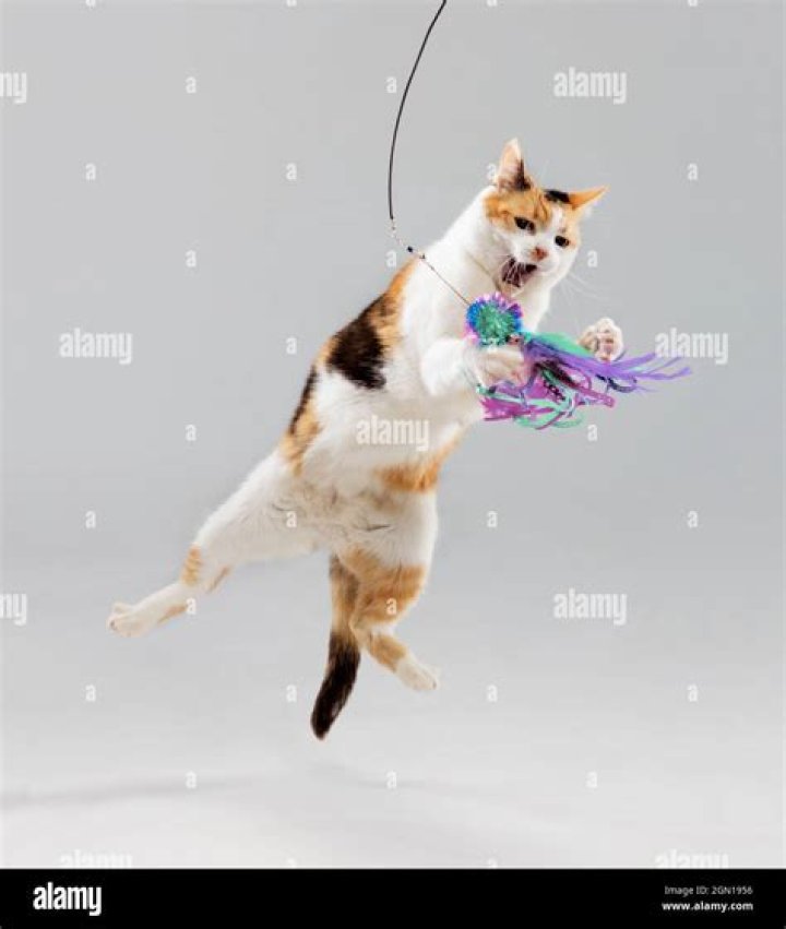 Is there a trick to cat jumping sideways?