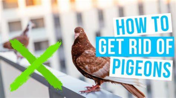 Is there a way to kill the pigeons (or rats) without attracting the cops?