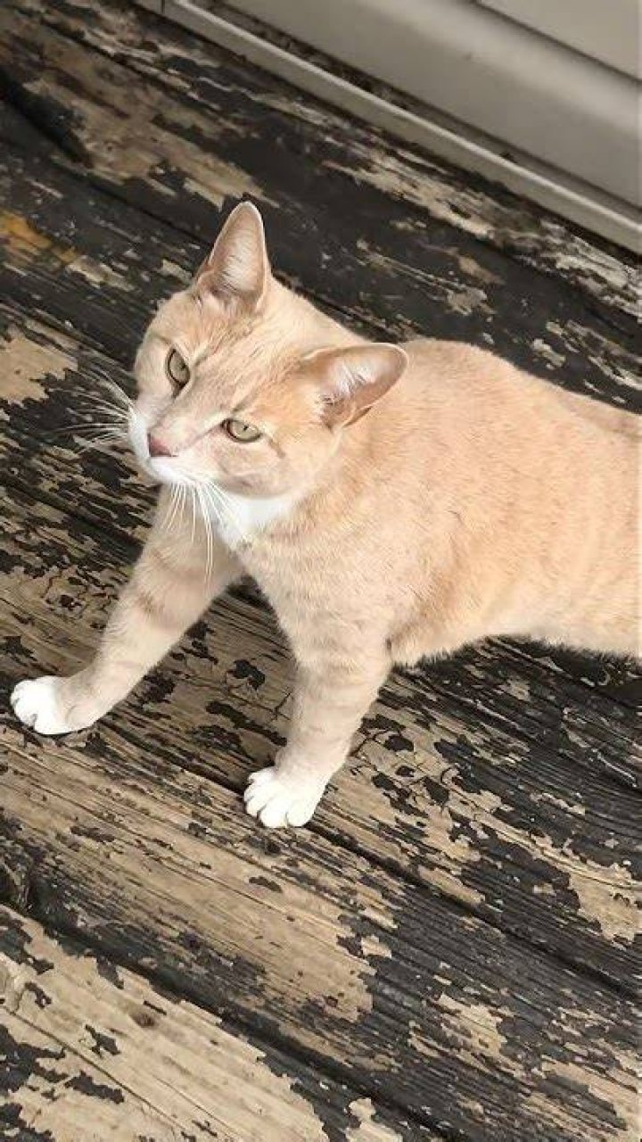 Line Buffered Cat