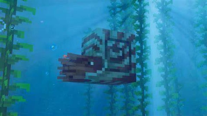 nautilus mount