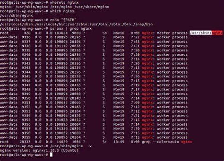 nginx -v command not found