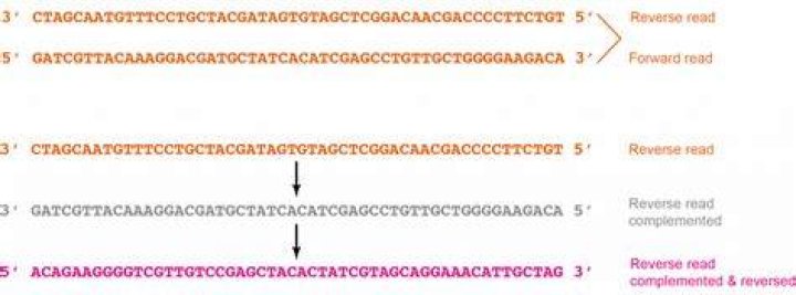 Reverse complement of DNA strand using Python