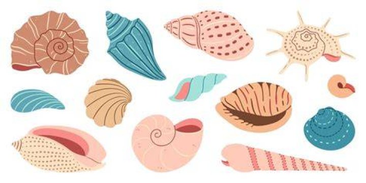 Shell