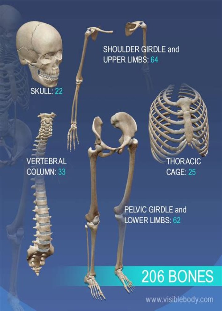 The Skeleton is me